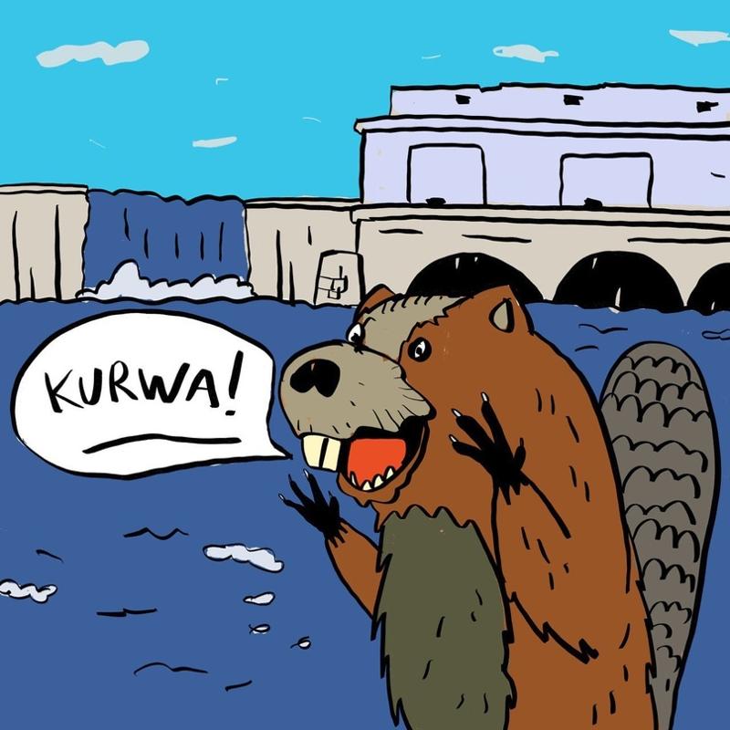 Бобр курва рисунок