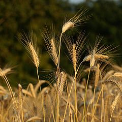 TRITICUM — Hold Me Close рисунок